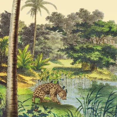 Poster - Coconut Tree Illustration - PARADISIO IMAGINARIUM