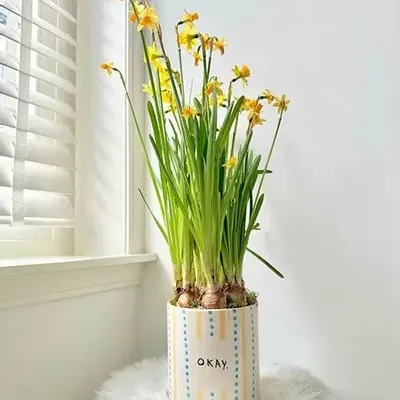 Vases - Pot okay - AND NOOK