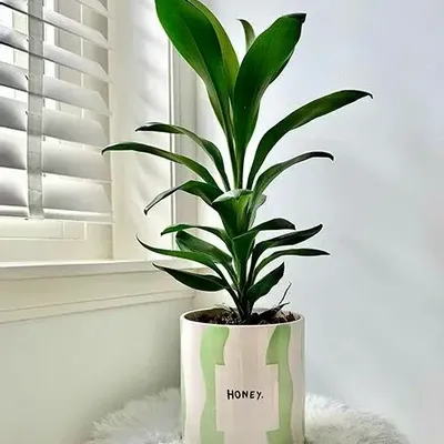 Vases - Pot honey - AND NOOK