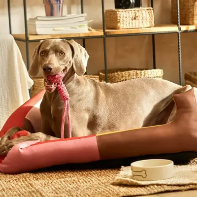 Pet accessories - PET ACCESORIES - CALMA HOUSE