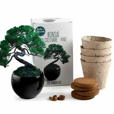Decorative objects - Parasol Pine Bonsai Kit - RADIS ET CAPUCINE