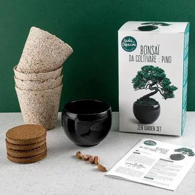 Objets de décoration - Kit Bonsaï Pin Parasol - RADIS ET CAPUCINE