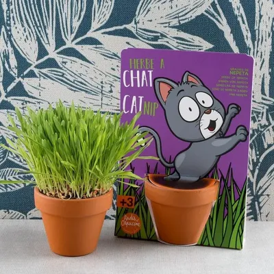 Loisirs créatifs pour enfant - Carte nature - Herbe à chat - RADIS ET CAPUCINE