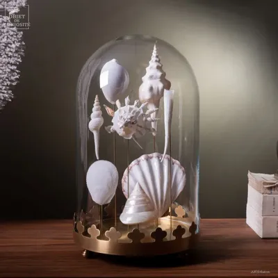 Decorative objects - Notre collection de coquillages. - OBJET DE CURIOSITÉ
