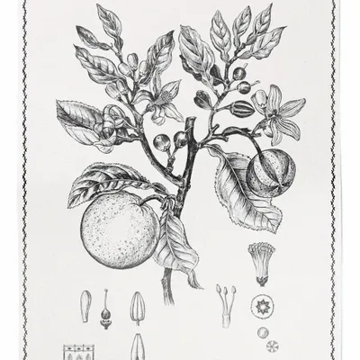 Kitchen linens - Laranjeira/Oranger - Tea Towel - LUZ EDITIONS
