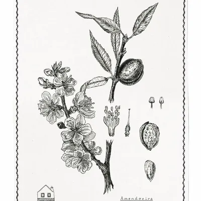 Kitchen linens - Amendoeira/Almond tree- Tea Towel - LUZ EDITIONS