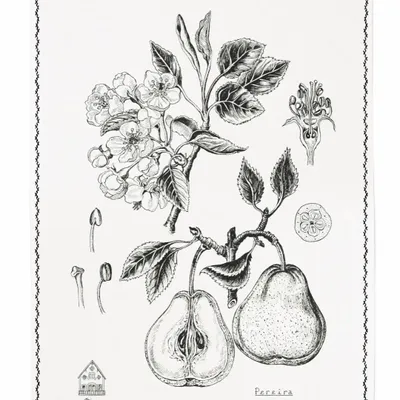 Linge d'office - Pereira / Poirier - Linge de cuisine - LUZ EDITIONS