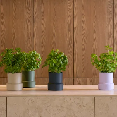 Spices - BILLUND self-watering pots - CRUSHGRIND® DENMARK