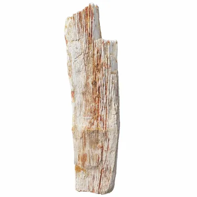 Accessoires de déco extérieure - Sculptures de jardin en bois pétrifié - XYLEIA PETRIFIED WOOD
