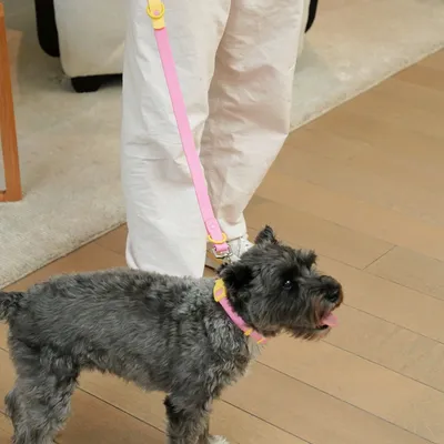 Pet accessories - The Fritz Dog Collar - APPROVED BY FRITZ