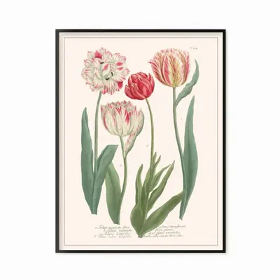 Affiches - Planche Fleur Tulipes - LES JOLIES PLANCHES