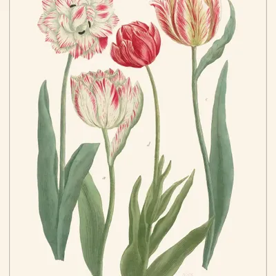 Poster - Tulip flower board - LES JOLIES PLANCHES