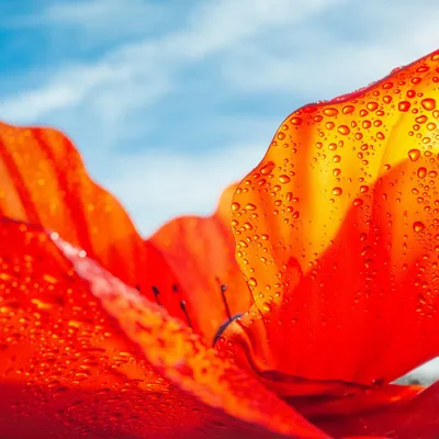 Décorations florales - Coquelicot - LA FLEUR MONUMENTALE