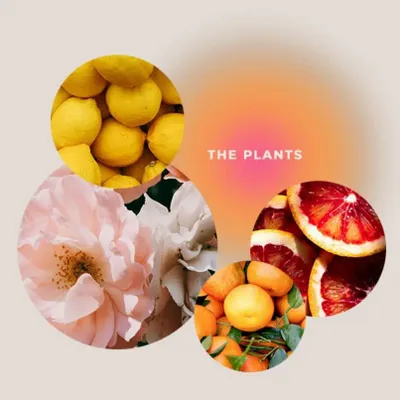 Soaps - THE PLANTS Happiness & Joie de Vivre Shower Gel 200ml - GIVING LOVE TO