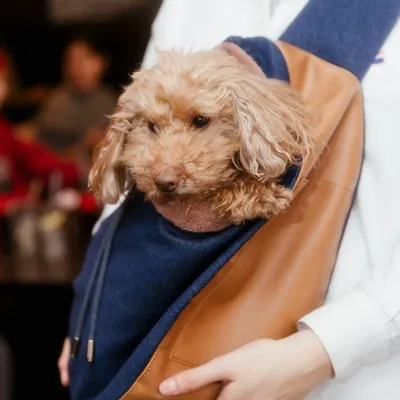 Pet accessories - DOG AND CAT TRANSPORT BAG - CHARLY ET MOI