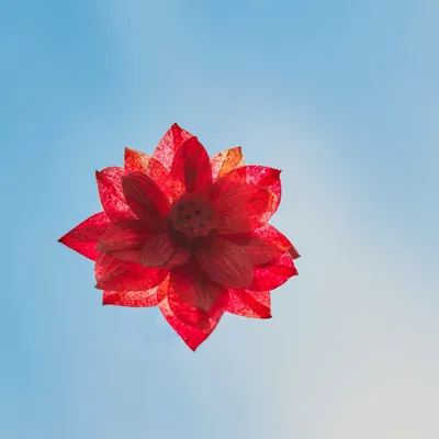 Candy - Yü Lotus Set - A sensory ritual to reconnect with yourself - YÜSSÉE