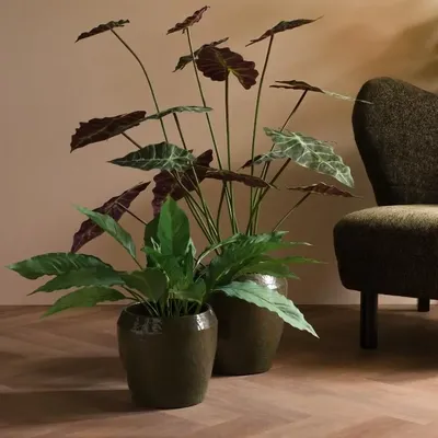 Floral decoration - ALOCASIA LONGILOBA POT - LOU DE CASTELLANE