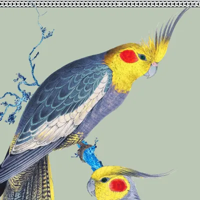 Poster - Illustration Couple de perruches australiennes - PARADISIO IMAGINARIUM