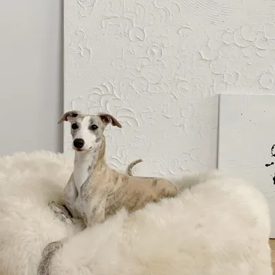 Beds - Oval Natural Sheepskin Pet Bed - White - MELLOW CONCEPT STORE