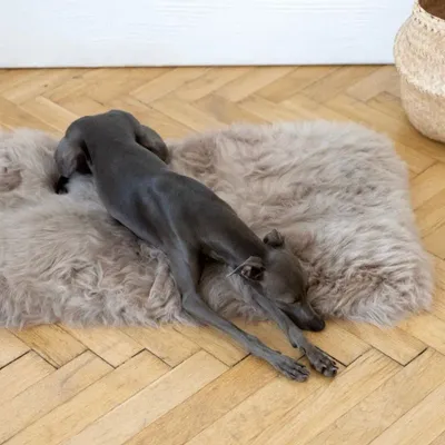 Beds - Square or Rectangular Natural Sheepskin Pet Mat - Greige - MELLOW CONCEPT STORE