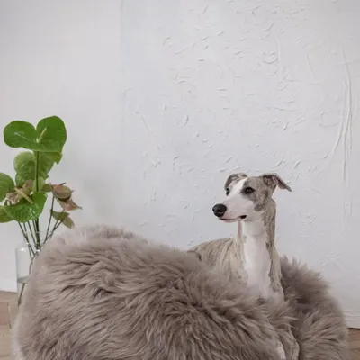 Lits - Lit Ovale pour Animal en Peau de Mouton Naturelle – Greige - MELLOW CONCEPT STORE