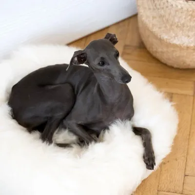 Lits - Lit Rond pour Animal en Peau de Mouton Naturelle - Blanc - MELLOW CONCEPT STORE