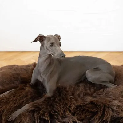 Beds - Square or Rectangular Natural Sheepskin Pet Mat - Brown - MELLOW CONCEPT STORE