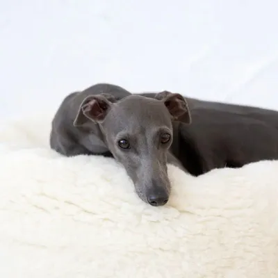 Beds - Oval Natural Wool Pet Bed - White - MELLOW CONCEPT STORE