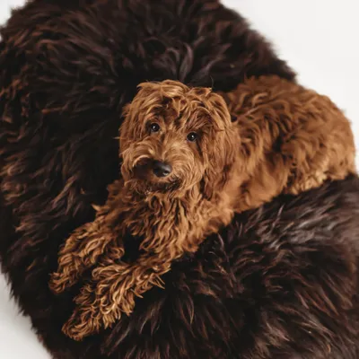 Lits - Lit Ovale pour Animal en Peau de Mouton Naturelle – Chocolat Brun - MELLOW CONCEPT STORE