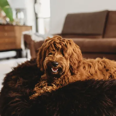 Beds - Oval Natural Sheepskin Pet Bed - Chocolate Brown - MELLOW CONCEPT STORE