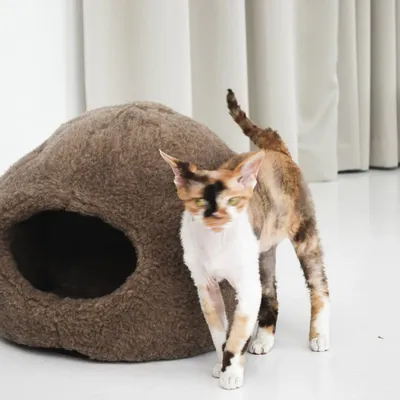 Beds - Nest Natural Sheepskin Pet Bed - Beige - MELLOW CONCEPT STORE
