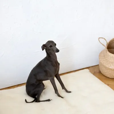 Beds - Square or Rectangular Natural Woolen Pet Mat - White - MELLOW CONCEPT STORE