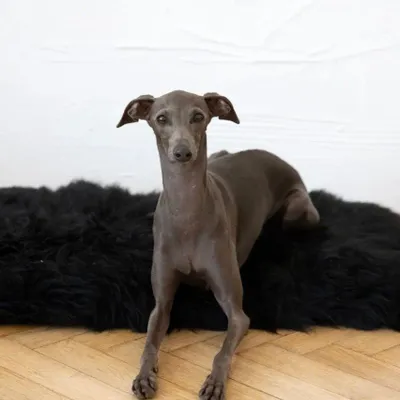Beds - Square or Rectangular Natural Sheepskin Pet Mat - Black - MELLOW CONCEPT STORE
