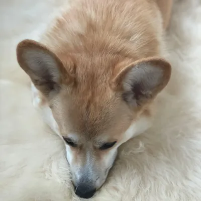 Lits - Tapis pour Animal en Peau de Mouton Naturelle - MELLOW CONCEPT STORE