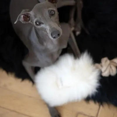 Decorative objects - Natural Sheepskin Dog Tug Toy - White - MELLOW CONCEPT STORE
