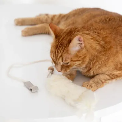 Objets de décoration - Jouet pour Chat en Laine Naturelle : Poisson - MELLOW CONCEPT STORE