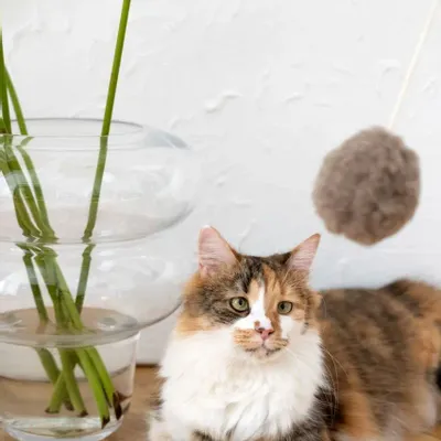 Decorative objects - Natural Woolen Cat Toy: Ball - MELLOW CONCEPT STORE
