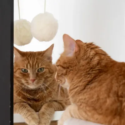 Decorative objects - Natural Sheepskin Cat Toy: Ball - MELLOW CONCEPT STORE