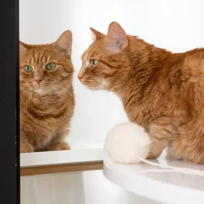 Decorative objects - Natural Sheepskin Cat Toy: Ball - MELLOW CONCEPT STORE