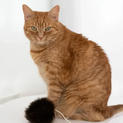 Objets de décoration - Jouet pour Chat en Peau de Mouton Naturelle : Balle - MELLOW CONCEPT STORE