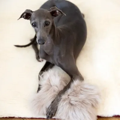 Objets de décoration - Jouet pour Chien en Peau de Mouton Naturelle : Os – Beige - MELLOW CONCEPT STORE