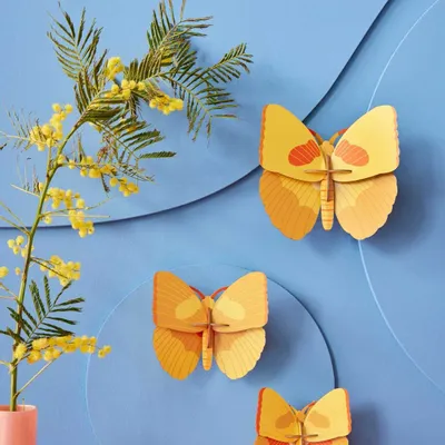 Other wall decoration - Butterflies & Beetles - STUDIO ROOF