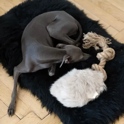 Decorative objects - Natural Sheepskin Dog Tug Toy - Beige - MELLOW CONCEPT STORE