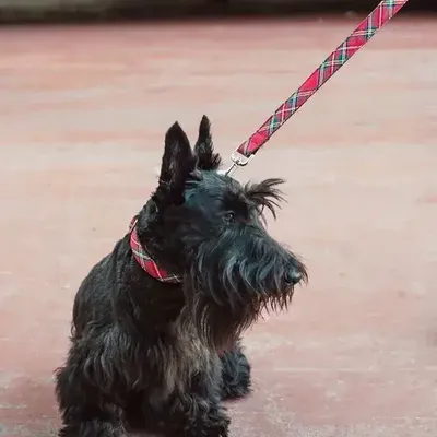 Pet accessories - BROTT - BAZAR BUM BUM BCN