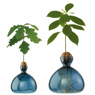 Vases - Avocado Vase and Acorn Vase NEW JAY BLUE color - ILEX STUDIO