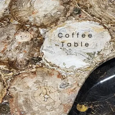 Coffee tables - Petrified Coffee Table - PRESTONEX DESIGN PVT LTD