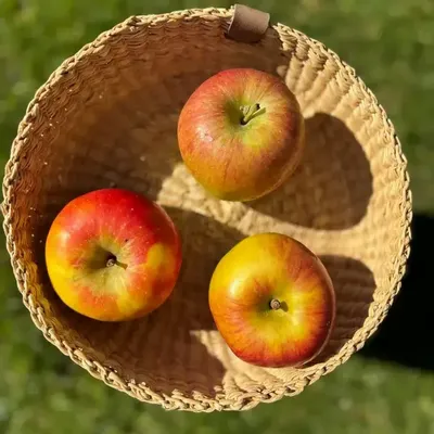 Corbeilles - Venyo Small - Panier de table tissé | Panier de rangement | Nature - SOLOKO