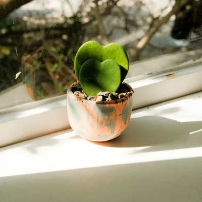 Vases - [ANU] Plant Bowl & Pot - SEOUL DESIGN FOUNDATION