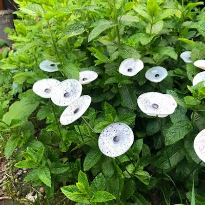 Accessoires de jardinage - Petite fleur en verre pour l'extérieur en blanc-noir - CARNEOL GLASS