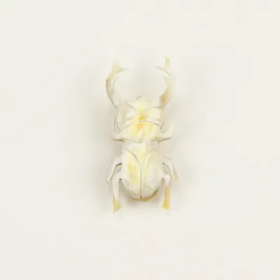 Brooches - Coleoptere brooch in blond horn - L INDOCHINEUR X RIVÊT